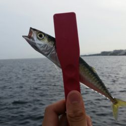 結構楽しいサバゲー