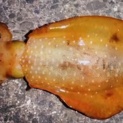 短時間エギング