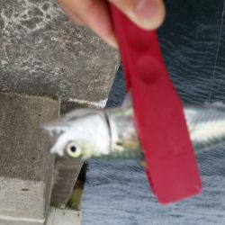 よく引きますね〜！