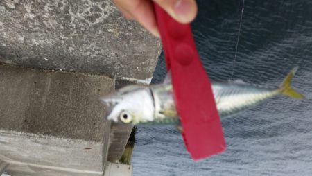 よく引きますね〜！