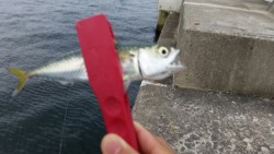 よく引きますね〜！