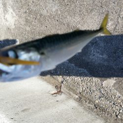 まだアジは釣れないのかー！