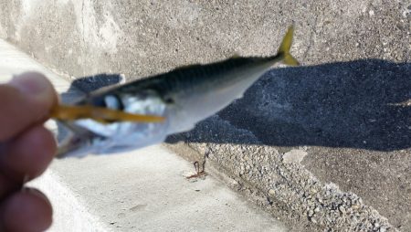まだアジは釣れないのかー！