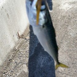 まだアジは釣れないのかー！