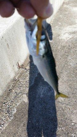 まだアジは釣れないのかー！