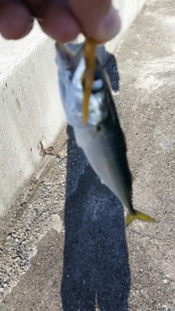 まだアジは釣れないのかー！