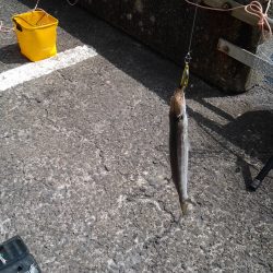 メタルマルでカマス釣り