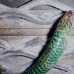 サバが釣れました♪