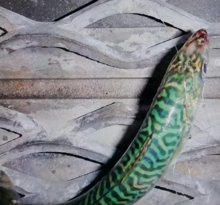 サバが釣れました♪