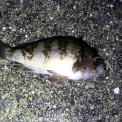 雨の中での短時間　メバリング