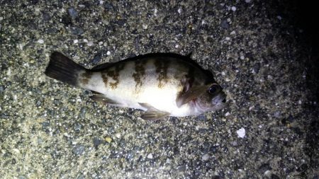 雨の中での短時間　メバリング