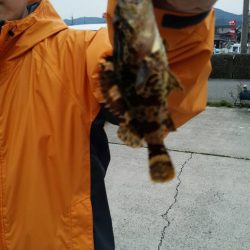 メバルはまだいける？