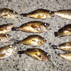 ちょこちょこ釣れるも納得できず