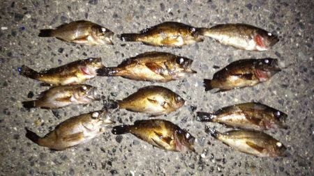 ちょこちょこ釣れるも納得できず