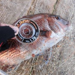 田尻の海上釣堀で真鯛、青物三昧