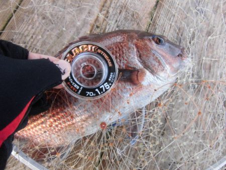 田尻の海上釣堀で真鯛、青物三昧