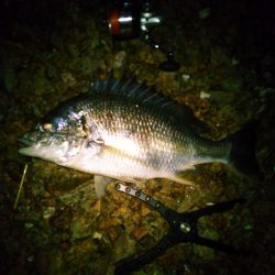 チニングナイト