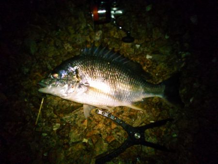 チニングナイト