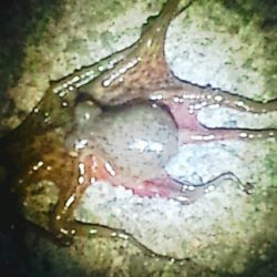 泉大津周辺タコランガン