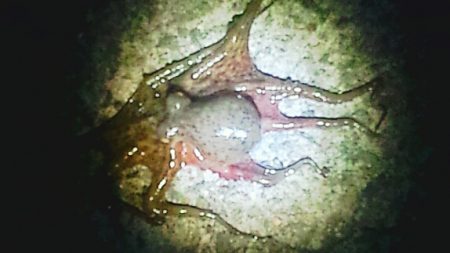 泉大津周辺タコランガン