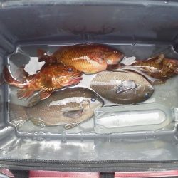 魚おらず・・・21cmガシラ・・・