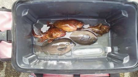 魚おらず・・・21cmガシラ・・・