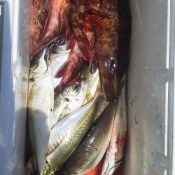 アジ24cm～20cm・・ガシラ・22cm～18cm・・・