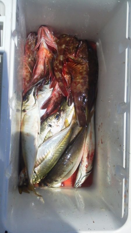 アジ24cm～20cm・・ガシラ・22cm…