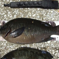 岸和田一文字　グレ好調☆彡