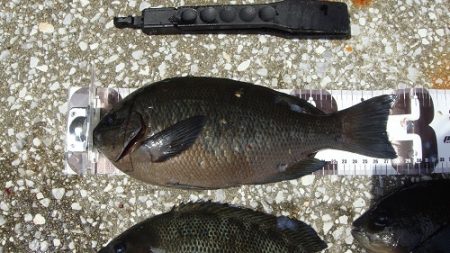 岸和田一文字　グレ好調☆彡