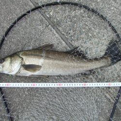 ついばむ様なシーバス58㎝を無理やりゲット