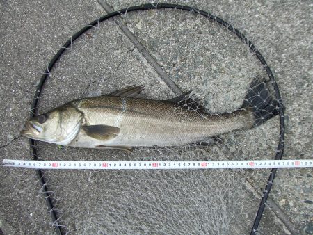 ついばむ様なシーバス５８㎝を無理やりゲット…