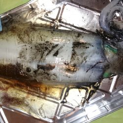 初めての2kg超え❗