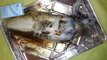 初めての2kg超え❗