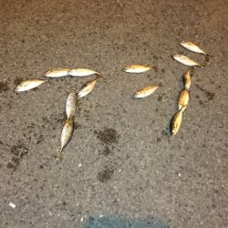 アコウ狙いからのアジング