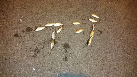 アコウ狙いからのアジング