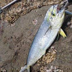 ルアーでシイラ