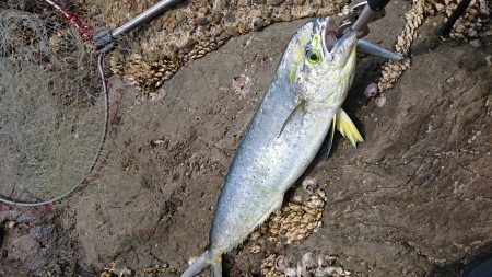 ルアーでシイラ