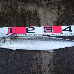 スローなフリーフォール