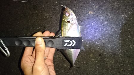 短時間アジング！