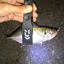 短時間アジング！