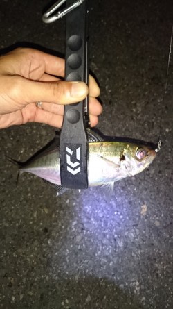 短時間アジング！