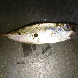 今季初アジング