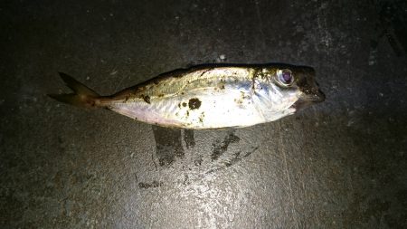 今季初アジング