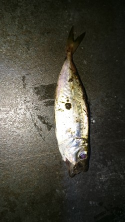 今季初アジング