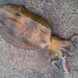 ６月ですが春アオリ