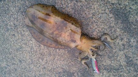 ６月ですが春アオリ