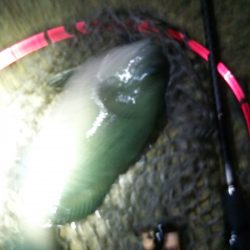 メバリングに珍客!?