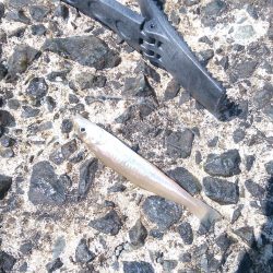 エギングロッドでちょい投げ