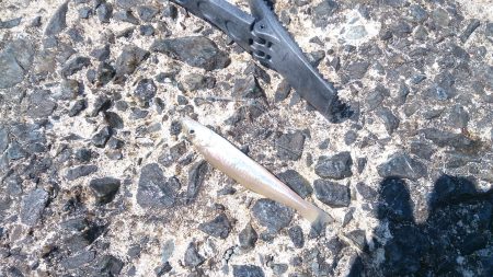 エギングロッドでちょい投げ